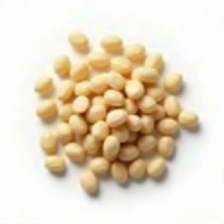 Kuru bakla