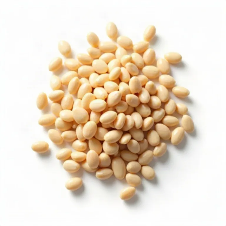 Susam (kabuklu)